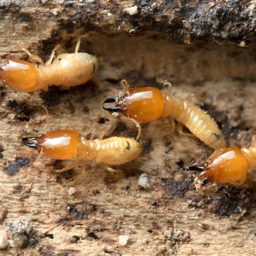 termite-control-lucknow