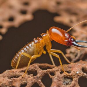 termite-control-in-lucknow