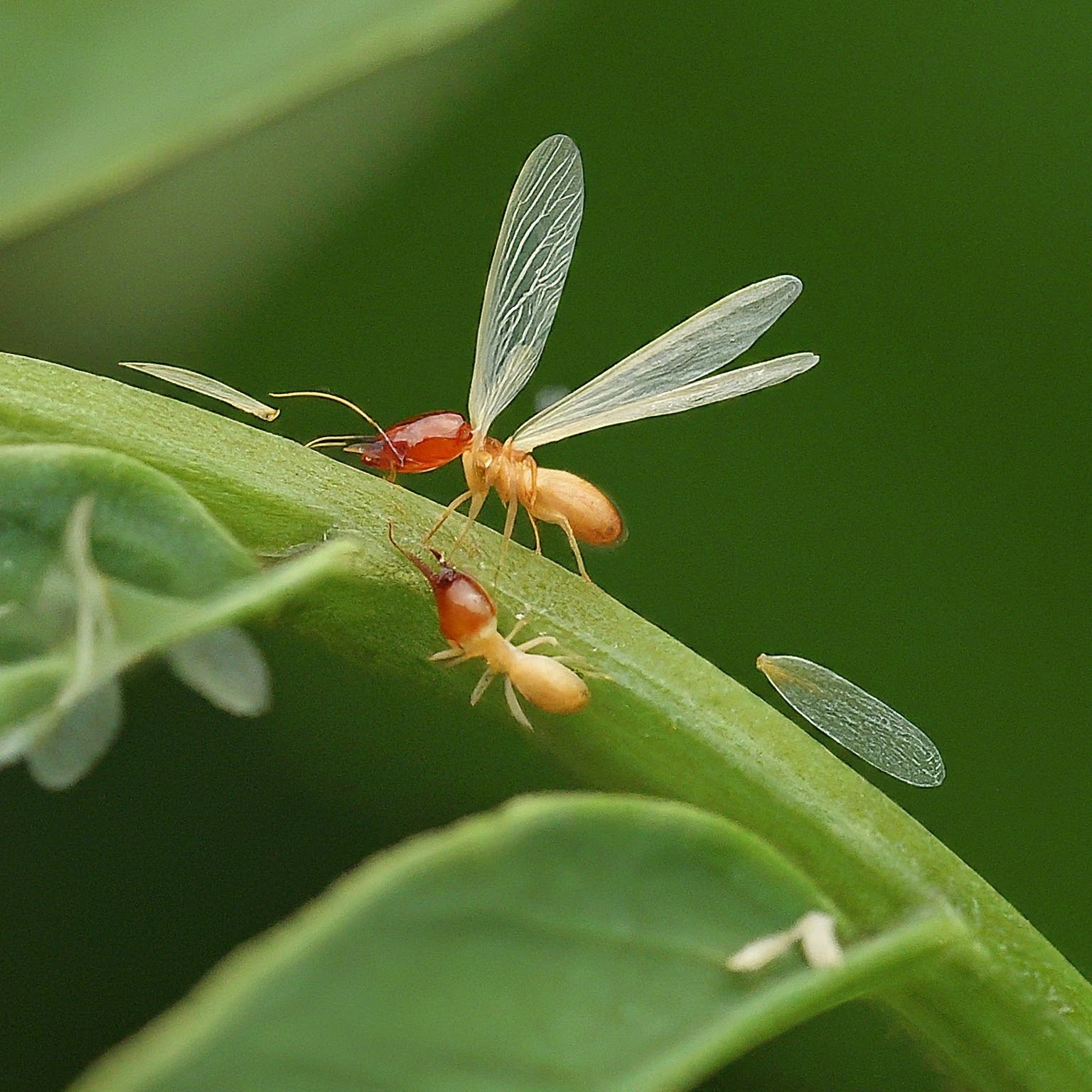 termite-treatment-lucknow