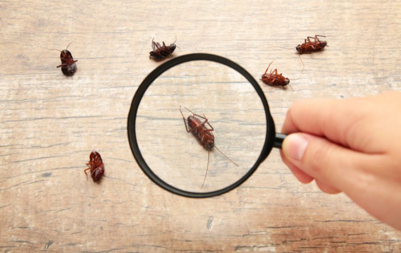 Commercial Pest Control in Lucknow