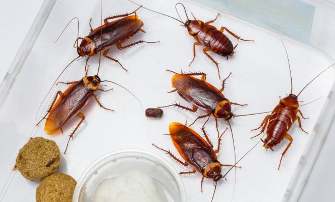 Pest-Control-Services-In-Noida